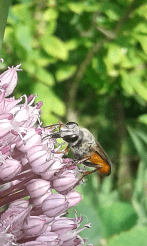 Sphex sp. (Sphecidae)?  S, Sphex cfr. funerarius, m & f